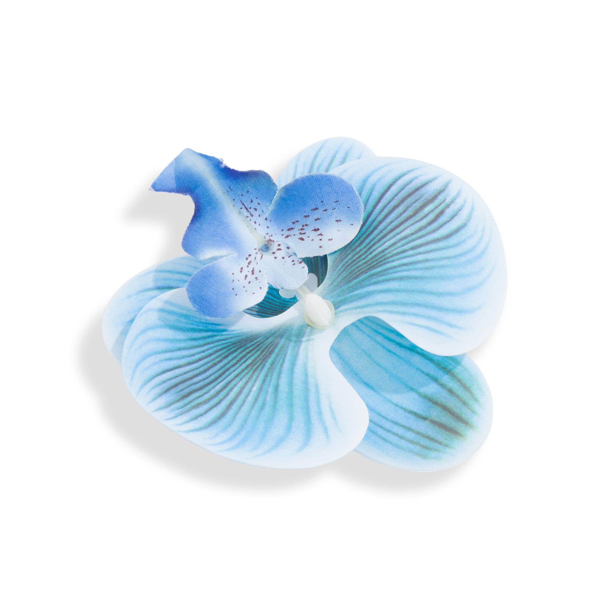 Orchid Flower Blue
